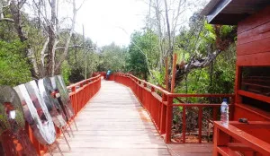 Suasana tracking manggrove pulau bungku toko yang sementara tahap pembangunan