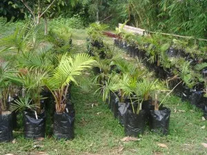 Tanaman Sagu di Konawe Bakal Dibudidayakan