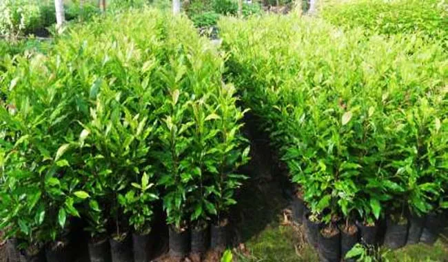 ilustrasi bibit cengkeh