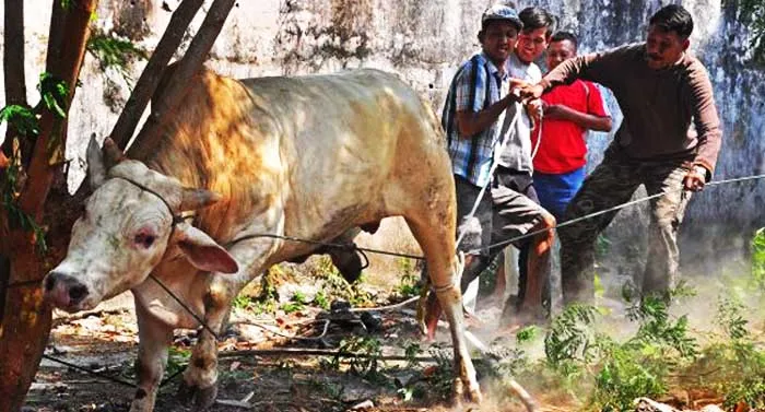 ilustrasi sapi kurban