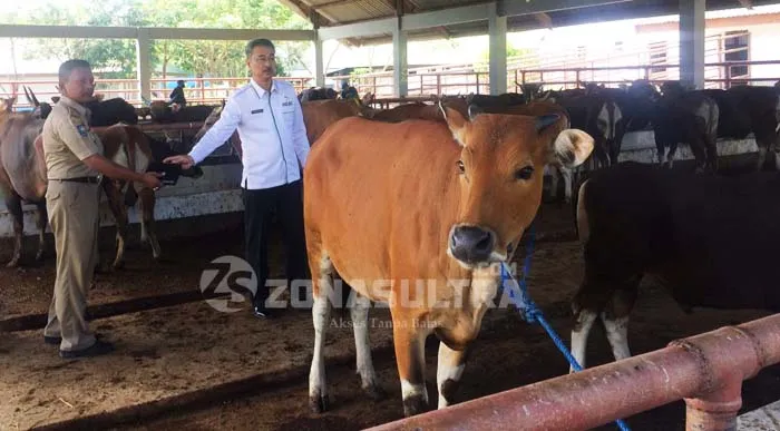 Jelang Idul Adha, Dinas Pertanian dan Kehutanan Kendari Siapkan 260 Ekor Sapi