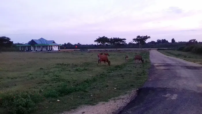 Jelang Pengoperasian Bandara Sugimanuru, Hewan Ternak dan Akses Jalan Masih Jadi Kendala