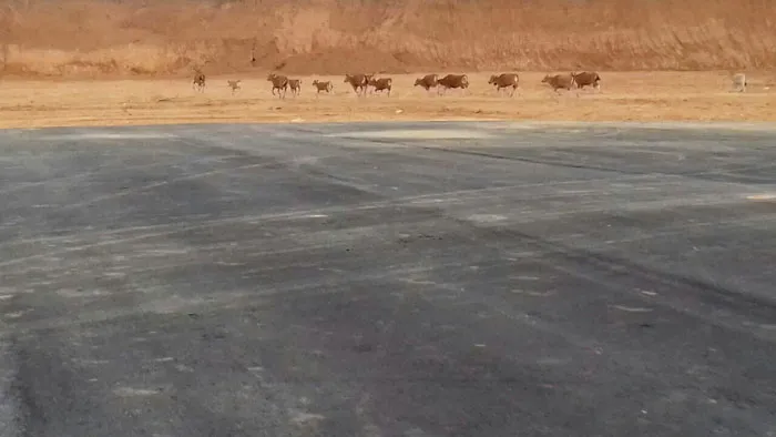 Jelang Pengoperasian Bandara Sugimanuru, Hewan Ternak dan Akses Jalan Masih Jadi Kendala