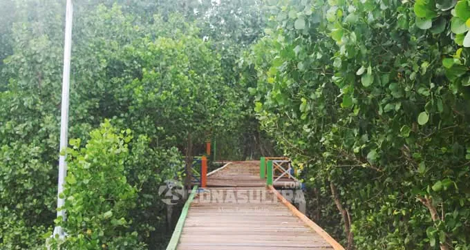 Tracking Mangrove Lahundape Kota Kendari3