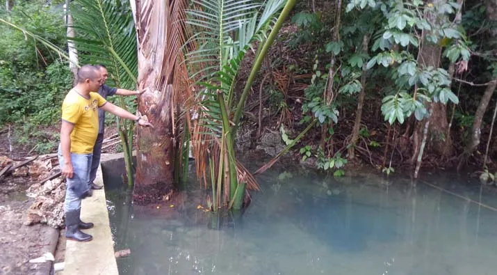 Dprd Konkep saat meninjau Lokasi Bak Penampungan Air yang ditumbuhi Sagu didesa palingi Raya