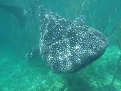 ikan_paus_soropia1