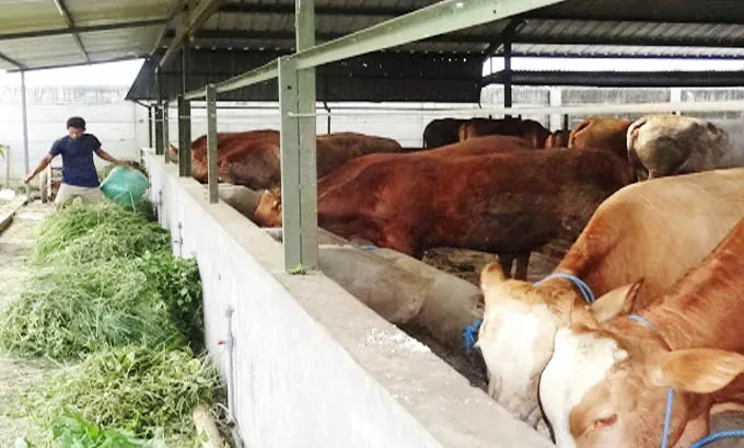 Target Swasembada Daging BPTP Rutin Sosialisasi Teknologi Peternakan