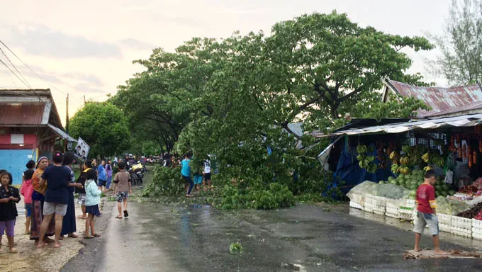 Hujan Disertai Angin Kencang Tumbangkan Puluhan Pohon di Kendari