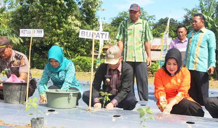Bupati Koltim Tony Herbiansyah yang di dampingi ibu PKK Surya Adelina Hutapea dan Wakil Ketua DPRD Djuliansi Silondae sedang menanam cabai di perkebunan percontohan di Kecamatan Lalolae, Kabupaten Koltim.
