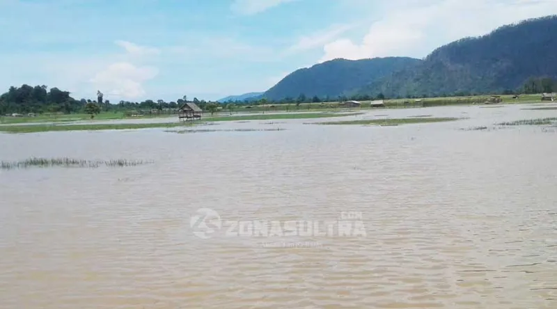 Terendam Banjir, Ratusan Hektar Sawah di Konut Gagal Panen
