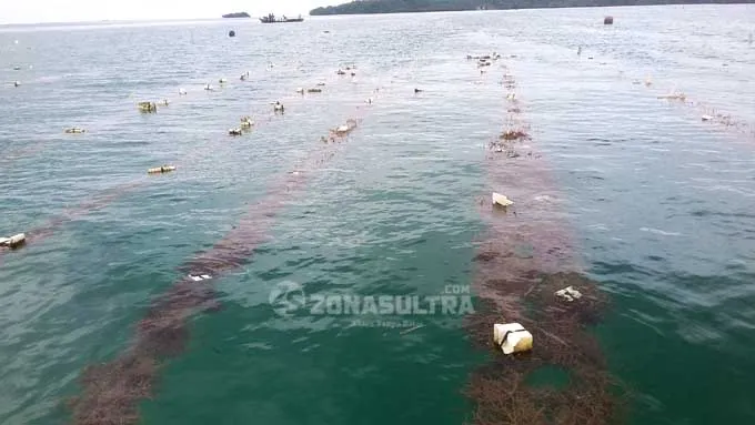 Mengenal Derawa, Desa Penghasil Rumput Laut di Wakatobi