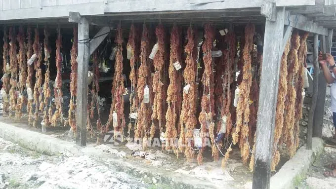 Mengenal Derawa, Desa Penghasil Rumput Laut di Wakatobi