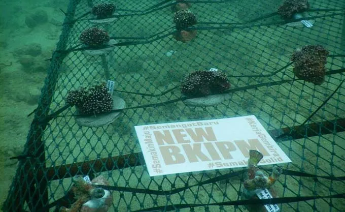 Seribu Spesies Karang Ditanam di Dasar Laut Pulau Bokori oleh BKIPM Kendari