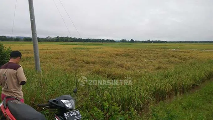 Ratusan Hektar Sawah di Konsel Terendam Banjir, Petani Pasrah