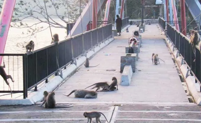 Pingin Selfie dengan Ratusan Kera? Ayo Wisata ke Goa Kreo Semarang