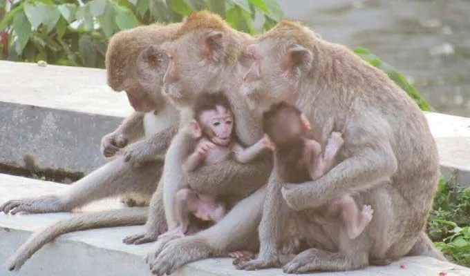 Pingin Selfie dengan Ratusan Kera? Ayo Wisata ke Goa Kreo Semarang