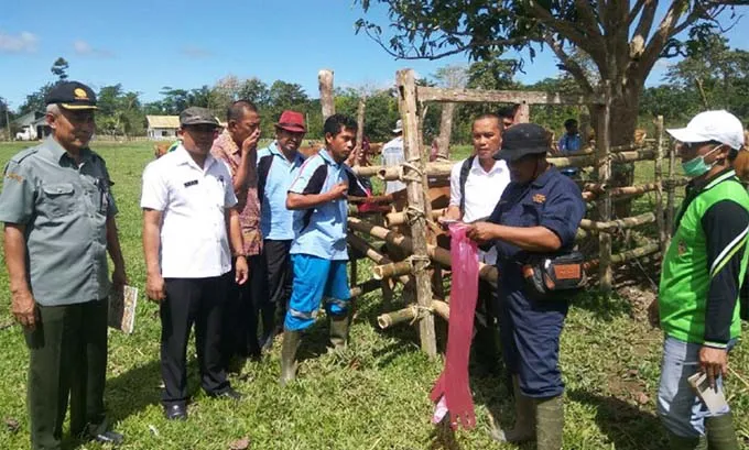 Antisipasi Kelangkaan Populasi, Dinas PKH Konsel Periksa Kesehatan Sapi