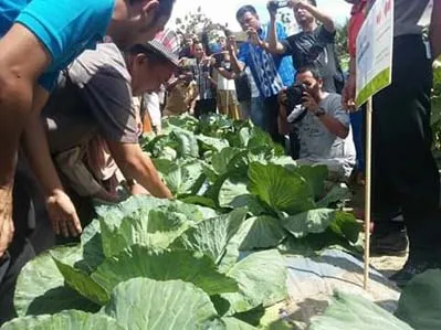 Sulap Lahan Tidur Jadi Kebun Holtikultura, Alumni Pertanian UHO Panen Pujian