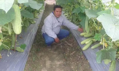 Sulap Lahan Tidur Jadi Kebun Holtikultura, Alumni Pertanian UHO Panen Pujian