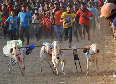 Semipro, Seminggu di Kota Probolinggo, Kenalkan Wisata Budaya Lokal