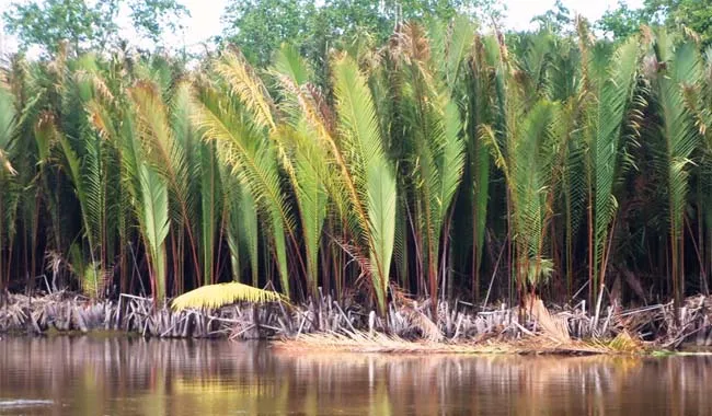 Upaya Menjaga Sagu Tetap Lestari di Bumi Konawe