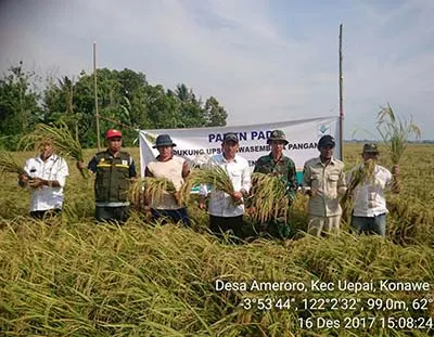 Petani di Desa Uepay Panen Padi Ratusan Hektar