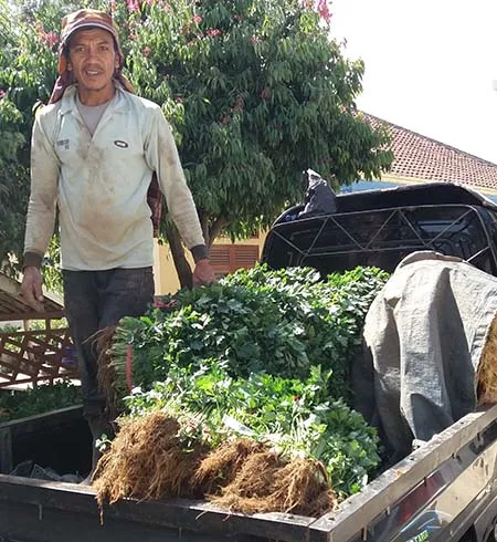 Proses pengepakan sayuran sebelum memasok ke pasar modern