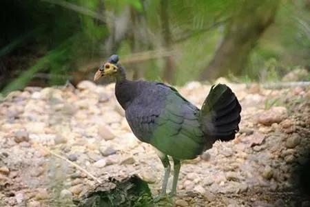 Mengenal Kehidupan Maleo di Taman Nasional Rawa Aopa Watumohai