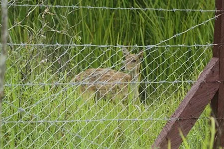Pertahankan Populasi Rusa, Balai TNRAW Bangun Penangkaran 