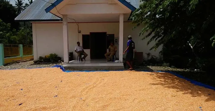 Tanaman Sela Hidupkan Ekonomi Masyarakat Kolut