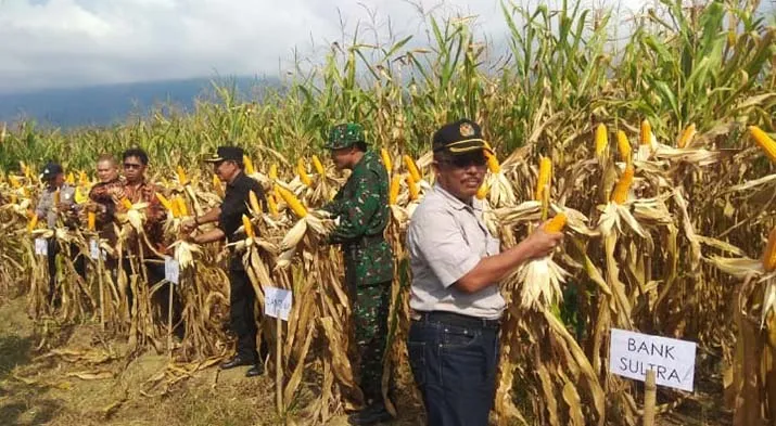 Tanaman Sela Hidupkan Ekonomi Masyarakat Kolut