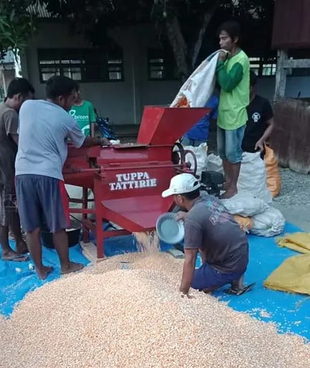 Tanaman Sela Hidupkan Ekonomi Masyarakat Kolut