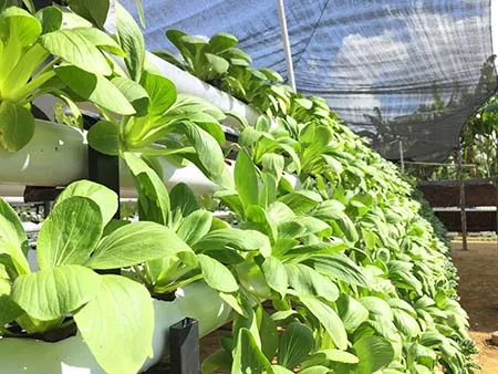 Dulunya Hobi, Kini Tanaman Hidroponik Jadi Mata Pencaharian