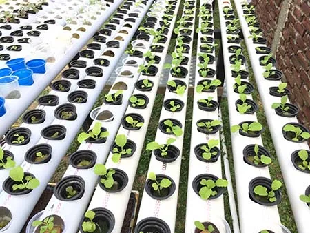 Dulunya Hobi, Kini Tanaman Hidroponik Jadi Mata Pencaharian