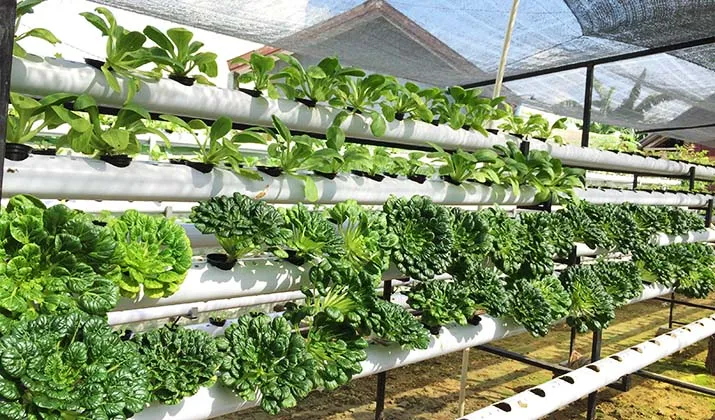 Dulunya Hobi, Kini Tanaman Hidroponik Jadi Mata Pencaharian