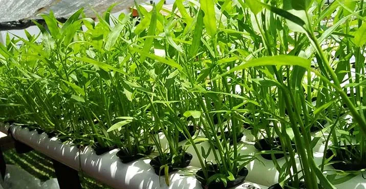 Dulunya Hobi, Kini Tanaman Hidroponik Jadi Mata Pencaharian