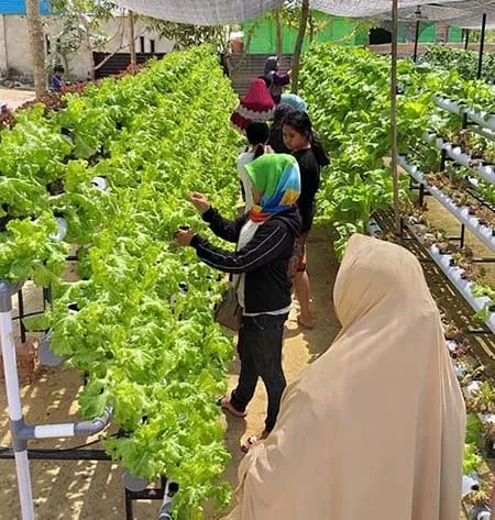 Dulunya Hobi, Kini Tanaman Hidroponik Jadi Mata Pencaharian