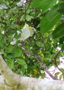 Mengenali Kakatua Kecil Jambul Kuning di TNRAW yang Terancam Punah