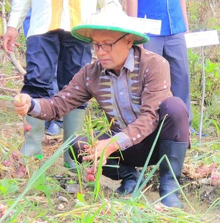 BI Sultra Panen Perdana Bawang Merah Organik di Kolut
