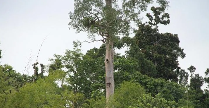 Mengenali Kakatua Kecil Jambul Kuning di TNRAW yang Terancam Punah