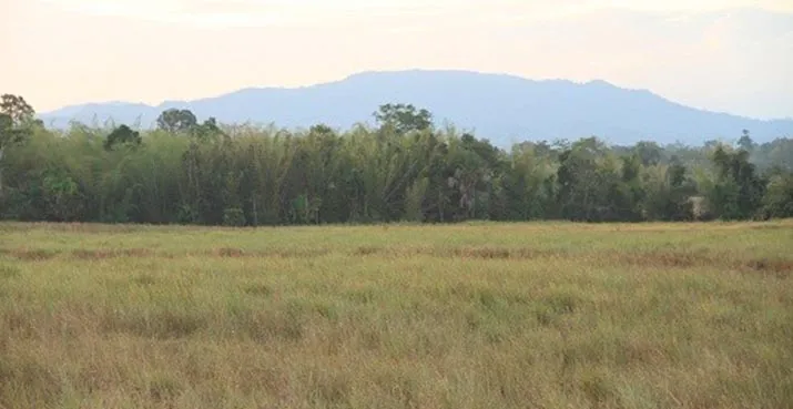 Mengenali Kakatua Kecil Jambul Kuning di TNRAW yang Terancam Punah