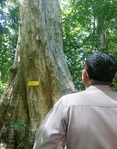 Mengenal Jati Berusia 3,5 Abad, Pusaka di Tanah Muna (Bagian II)