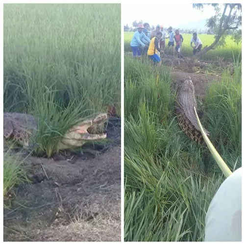 Buaya Kali Poleang di sawah warga pada pertengahan tahun 2018 lalu. 