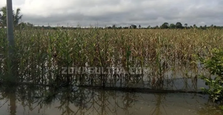Jerit Warga Wungguloko Koltim di Tengah Luapan Banjir 