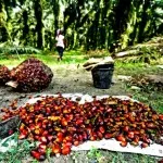 2500 Hektar Lahan Sawit di Konut Bakal Diremajakan DPRD Konut Segera Keluarkan Rekomendasi ke Perusahaan Sawit Bermasalah