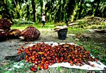 2500 Hektar Lahan Sawit di Konut Bakal Diremajakan DPRD Konut Segera Keluarkan Rekomendasi ke Perusahaan Sawit Bermasalah