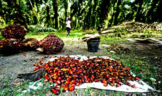 sawit_ilustrasi DPRD Konut Segera Keluarkan Rekomendasi ke Perusahaan Sawit Bermasalah