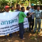 Antam Serahkan 11 Ekor Sapi Kurban