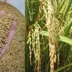 Konut Kebagian 3000 Bibit Benih Padi Konut Kebagian 3000 Bibit Benin Padi