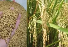 Konut Kebagian 3000 Bibit Benih Padi Konut Kebagian 3000 Bibit Benin Padi